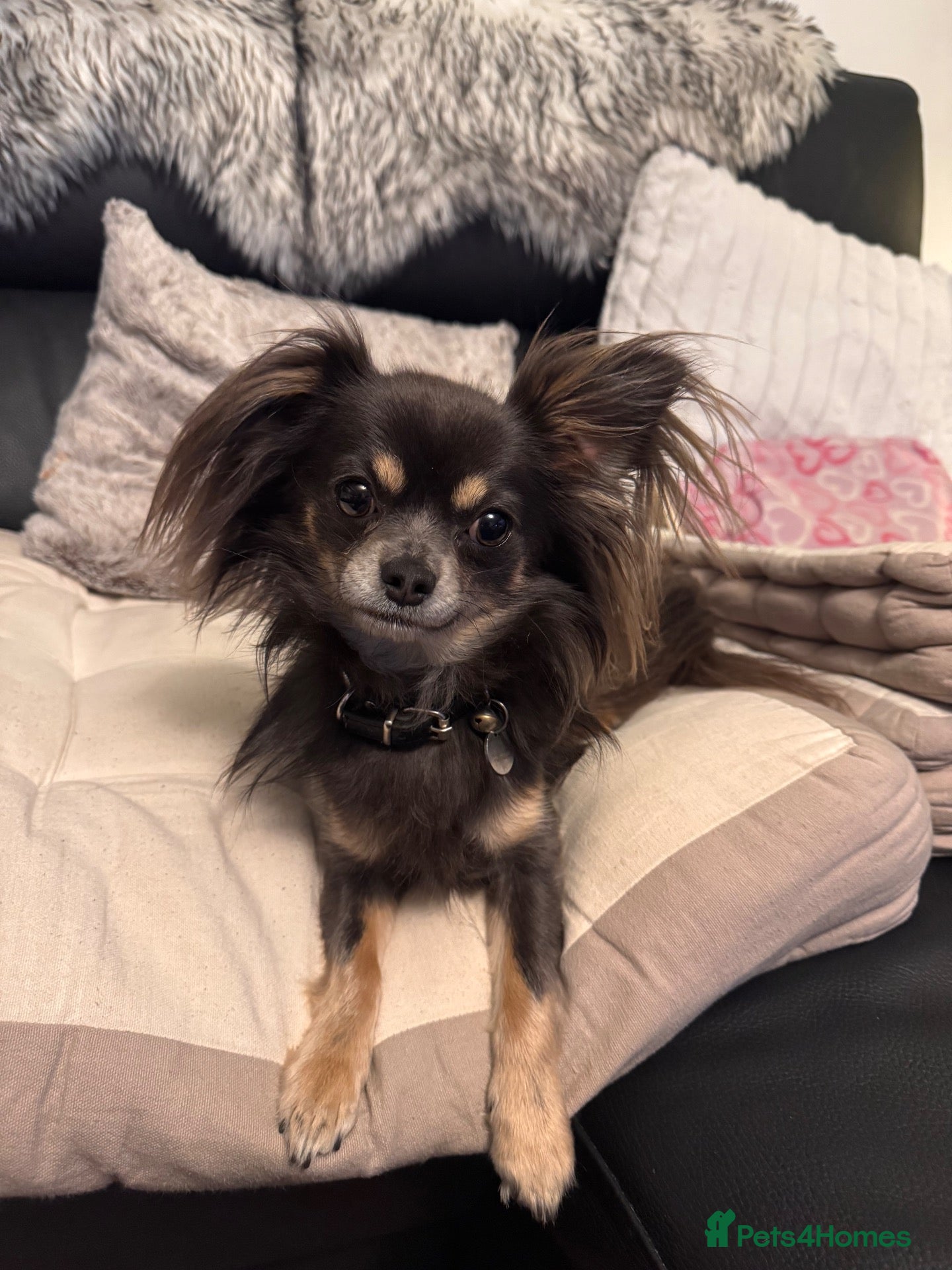 Chihuahua dogs BEautiful long coat Chihuahia  - Advert 1