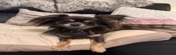 Chihuahua dogs for sale: BEautiful long coat Chihuahia  - Advert 1