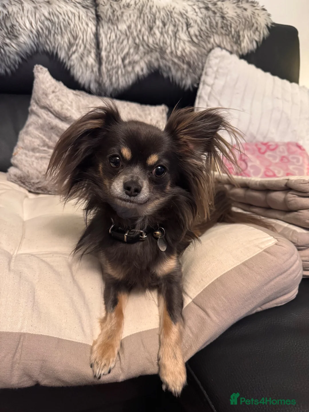 Chihuahua dogs for sale: BEautiful long coat Chihuahia  - Advert 1
