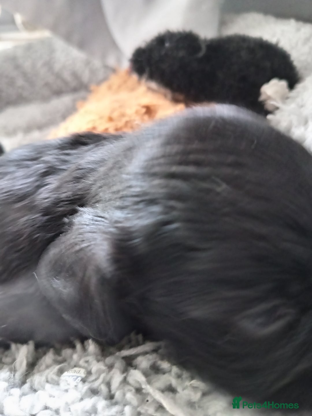 Mixed Breed dogs for sale: 2x chunky black cockalier puppies - Image 2