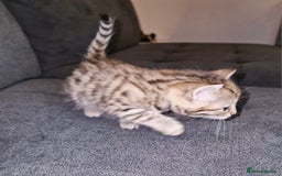 Bengal cats for sale: Absolutely Stunning Bengals  - Image 16