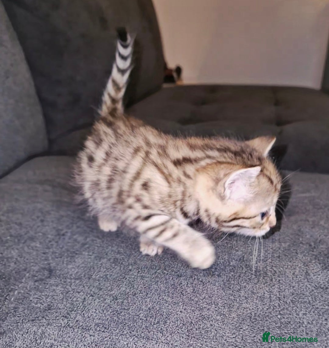 Bengal cats for sale: Absolutely Stunning Bengals  - Image 16