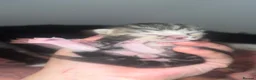 Mixed Breed cats for sale: 6 lovely kittens for adoption  - Advert 9