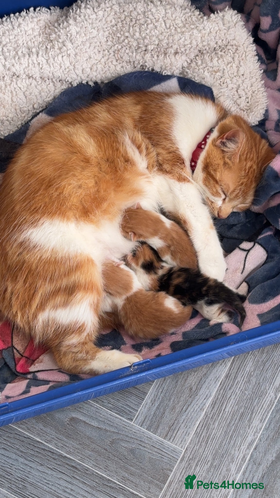 Mixed Breed cats Adorable kittens for sale  - Advert 1