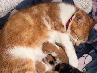 Mixed Breed cats Adorable kittens for sale - Advert 1