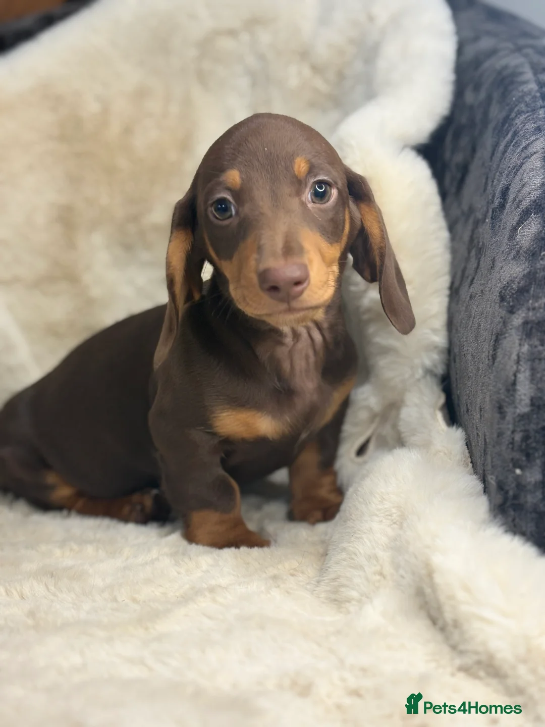 Miniature Dachshund dogs for sale: Top quality mini smooth dachshund pups  - Advert 2