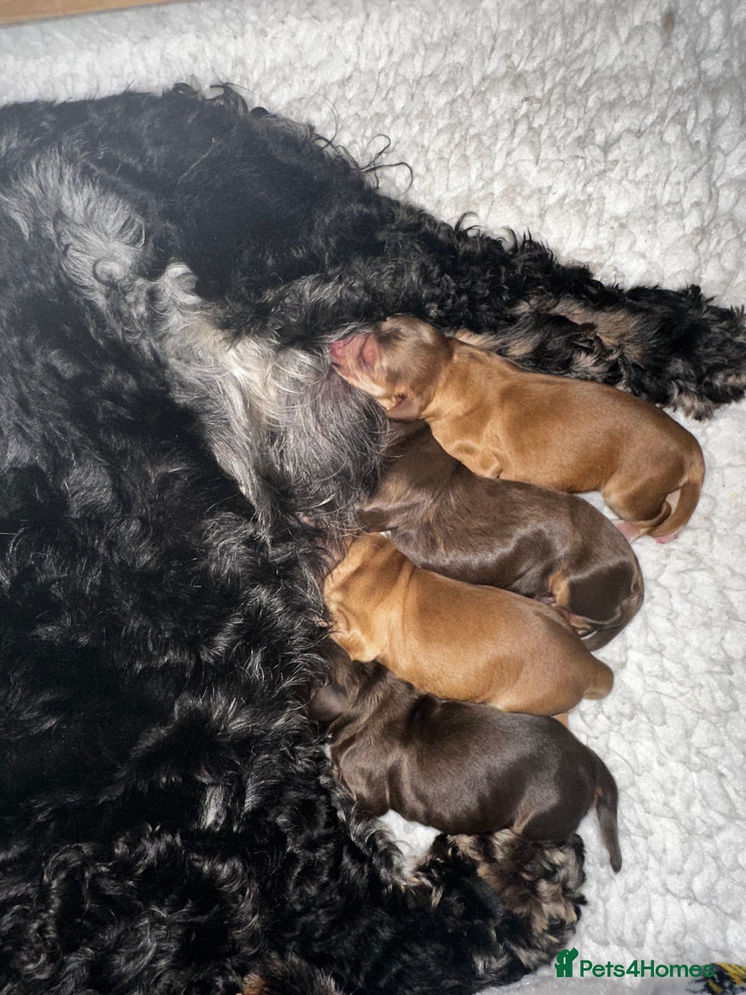 Cocker Spaniel dogs for sale: Show cocker spaniel pups health tested - Image 7
