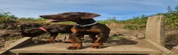 Dobermann dogs for sale: 🐕🐾 KC'D Superb little Girl Ready Now! 🏆 🐾 - Advert 12