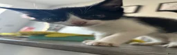 Mixed Breed cats for sale: Kittens for sale  in Bedworth - Advert 7