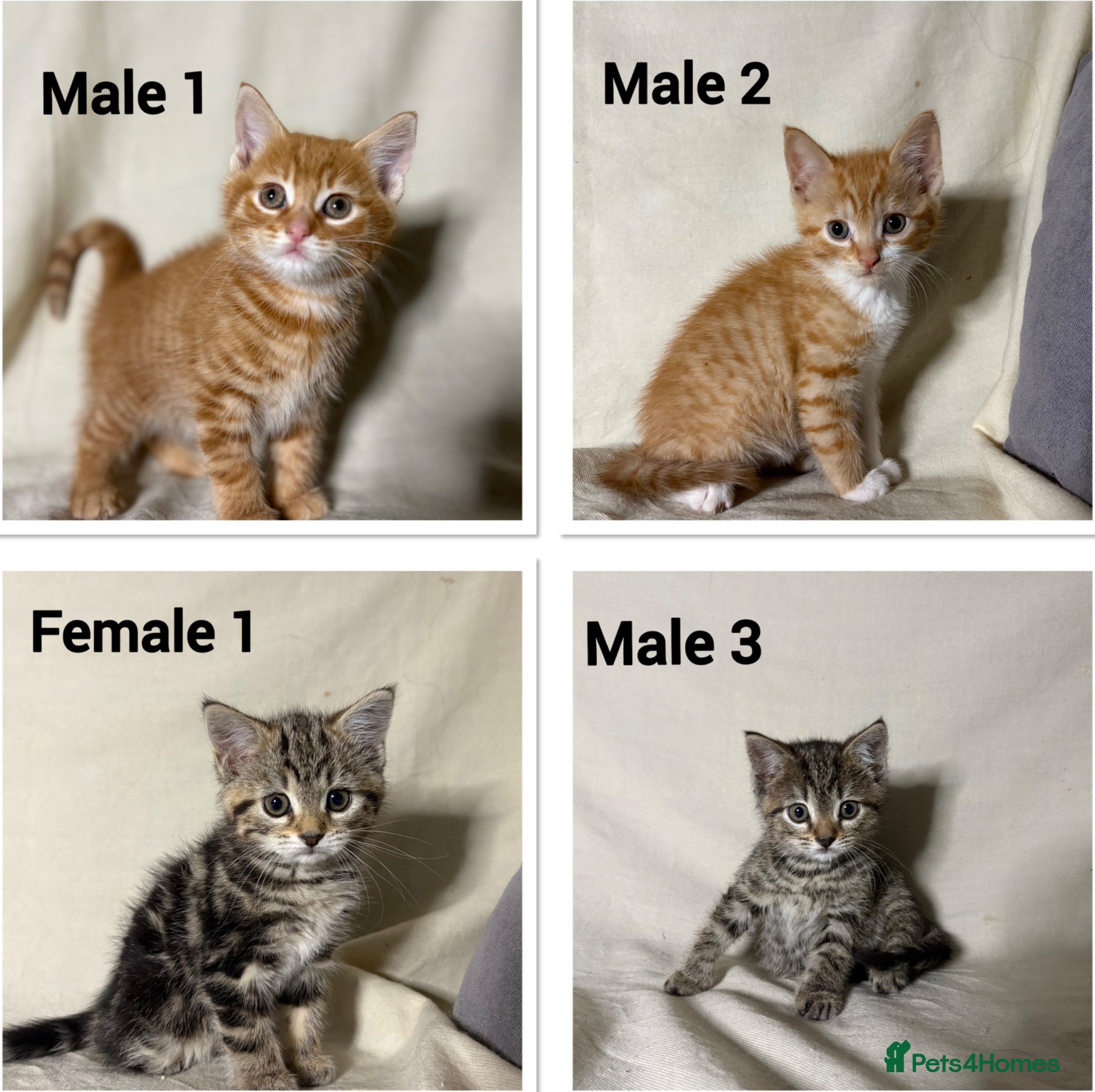Mixed Breed cats 4 beautiful kittens now ready to leave - Advert 17