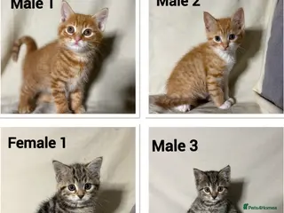 Mixed Breed cats 4 beautiful kittens now ready to leave - Advert 4