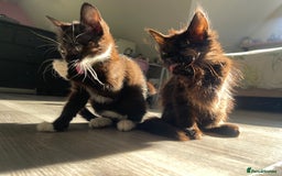 Norwegian Forest Cat cats for sale: Norwegian Forrest kittens 🐈‍⬛  - Image 6