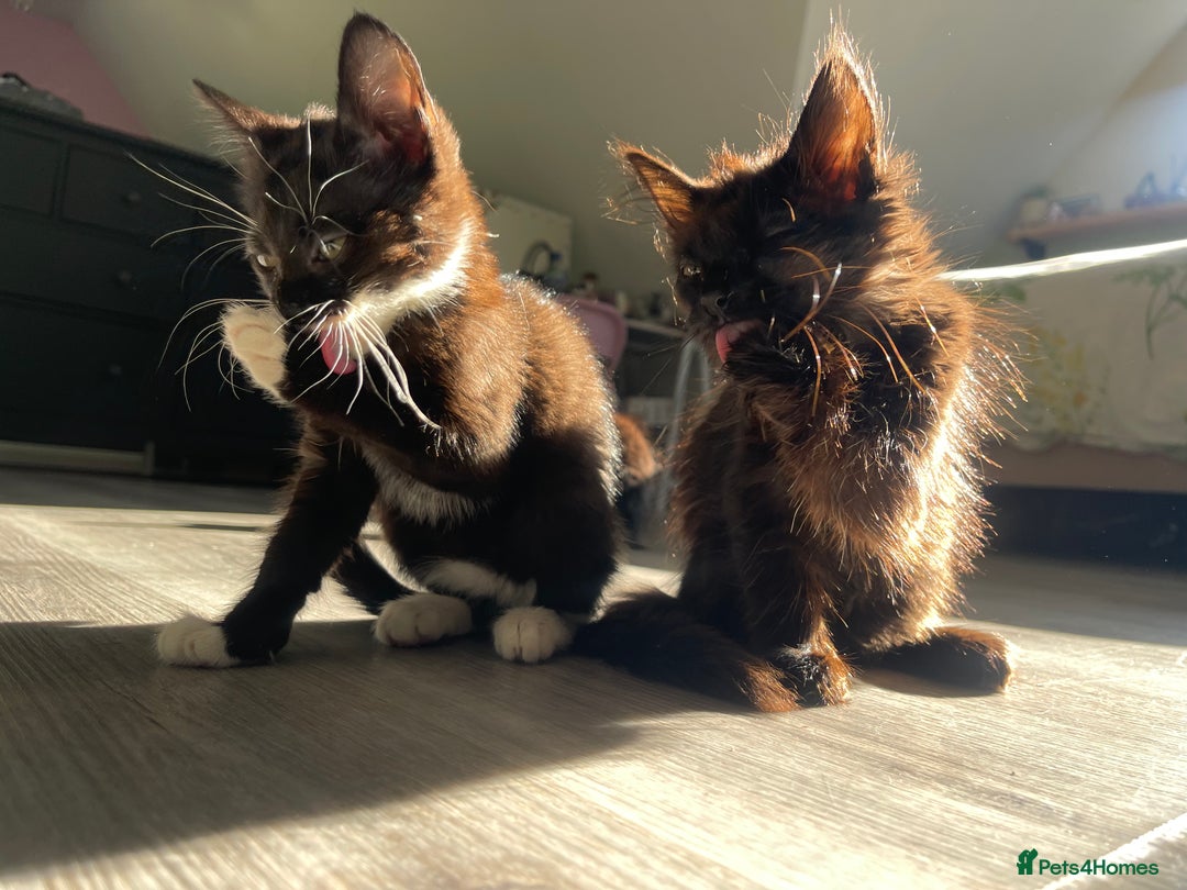 Norwegian Forest Cat cats for sale: Norwegian Forrest kittens 🐈‍⬛  - Image 6