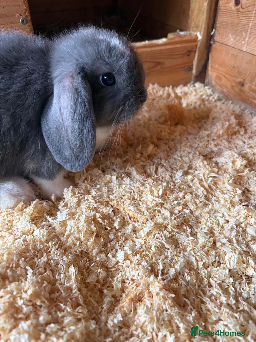 Mini Lop rabbits for sale: Mini lop baby rabbits  - Advert 3