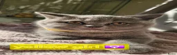 British Shorthair cats for sale: Adorable British Shorthair Kittens - Advert 9