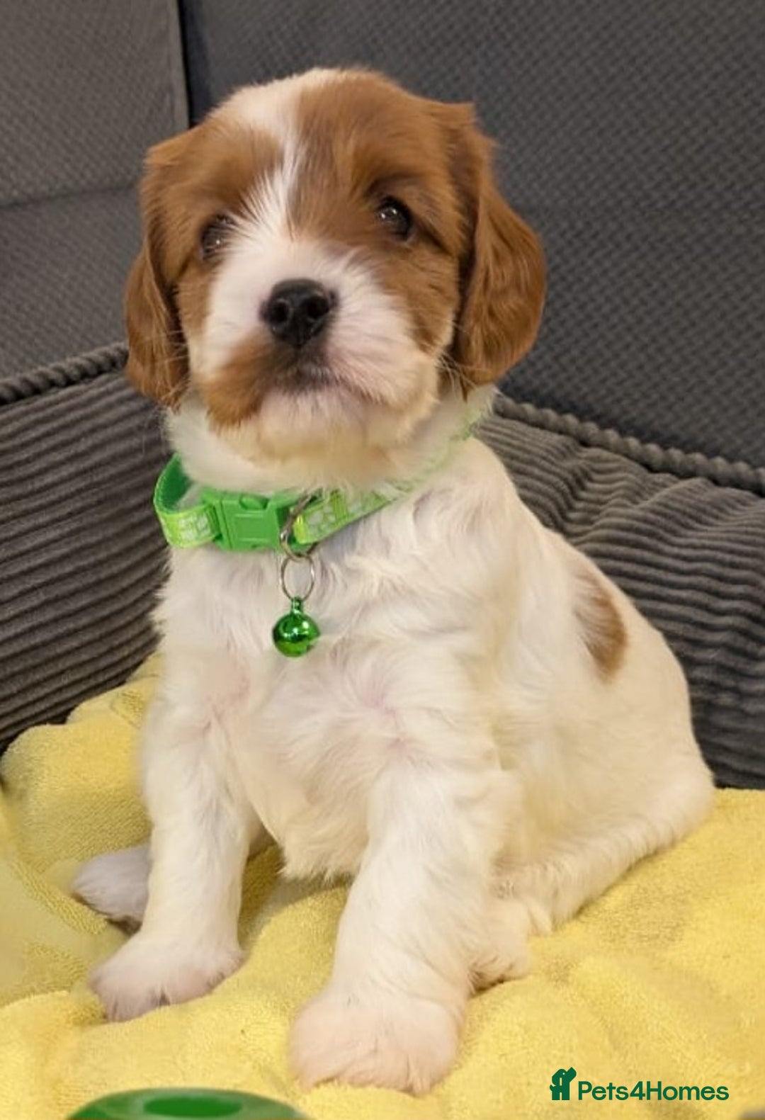 Cavapoo dogs for sale: F2 Cavapoo, Dog breeding license - Advert 15