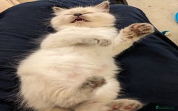 Ragdoll cats for sale: Blue point purebred ragdoll girl  - Image 8