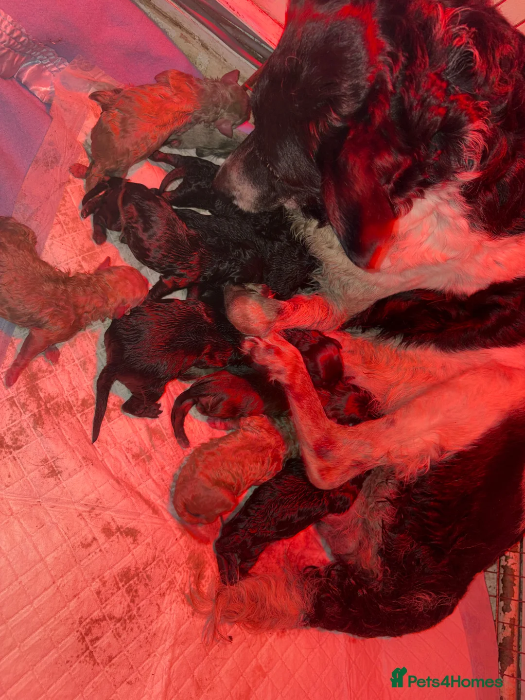 Mixed Breed dogs for sale: Family raised collie x Labrador puppy’s  - Advert 8