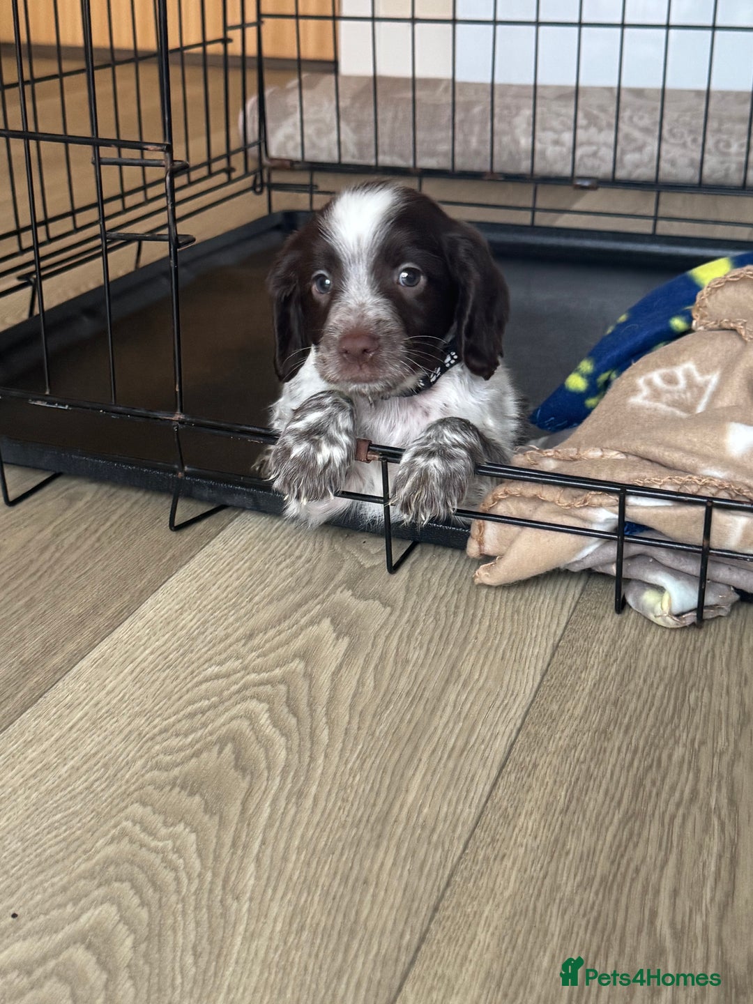 Sprocker dogs for sale: Sprocker spaniel puppy’s  - Image 16