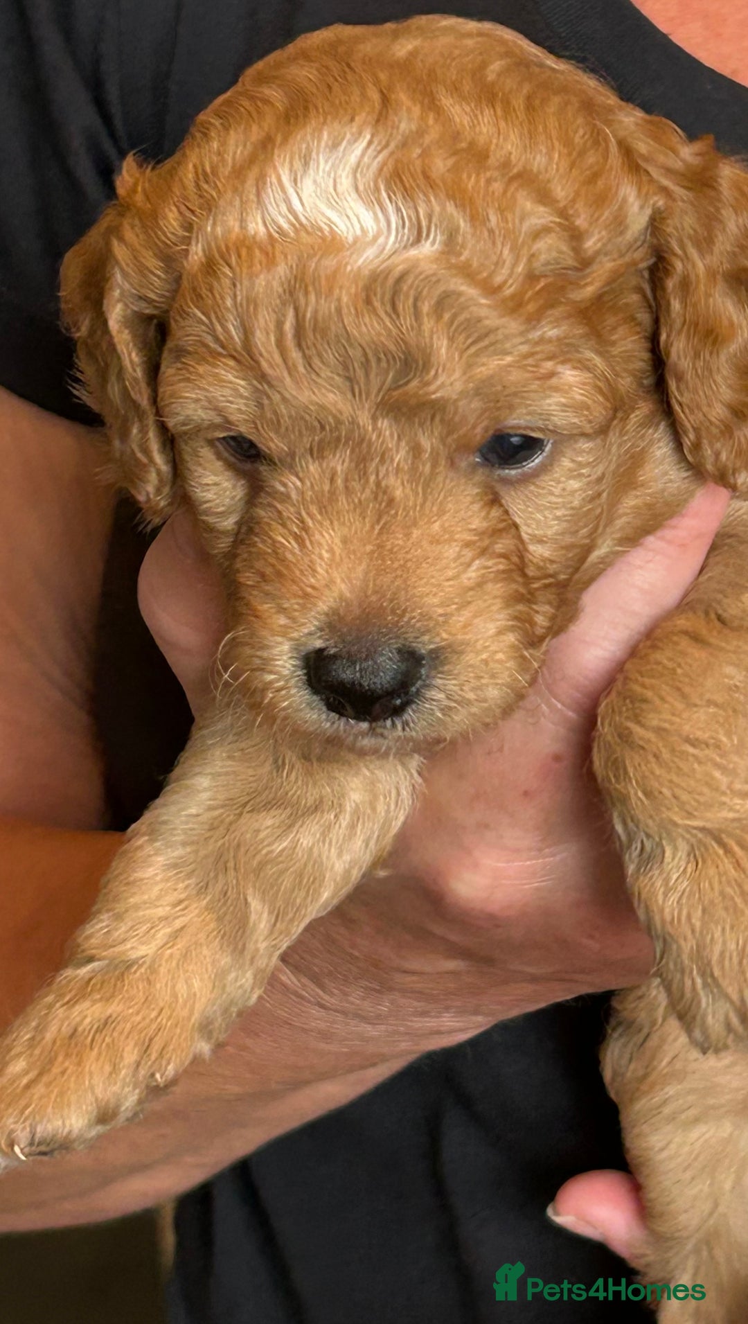 Cockapoo dogs for sale: F2 Cockapoo Puppies - Image 2