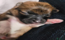 Mixed Breed dogs for sale: Little boy paparainion 🥰 - Image 7