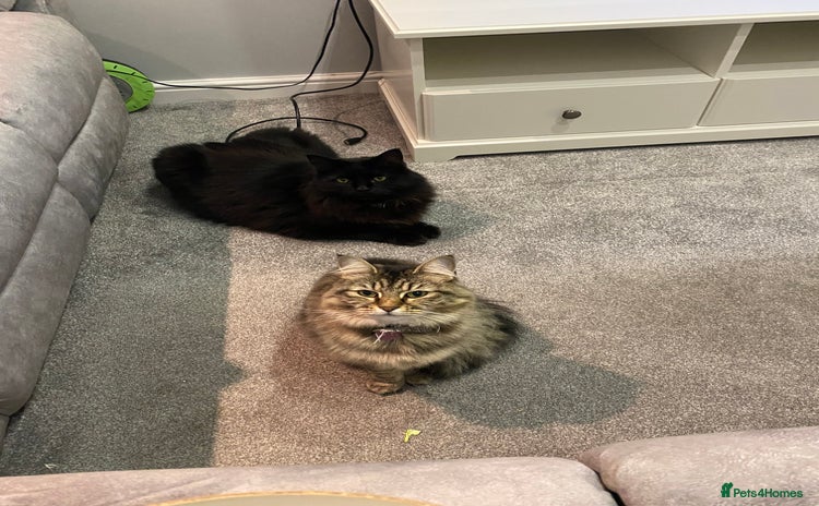 Maine Coon cats - Advert 5