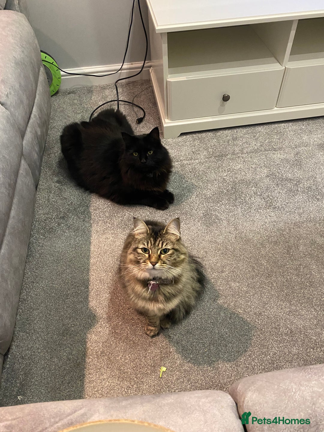 Maine Coon cats for sale: Cats for rehoming  - Image 1