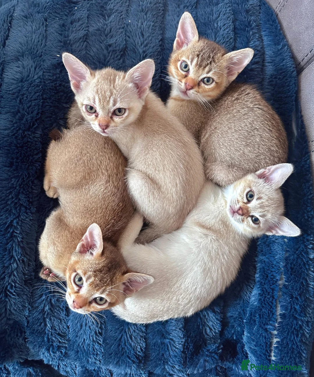 Burmese cats for sale: Burmese kittens - Advert 2