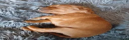 Cockapoo dogs for sale: Beautiful cockapoos in Northampton - Advert 9