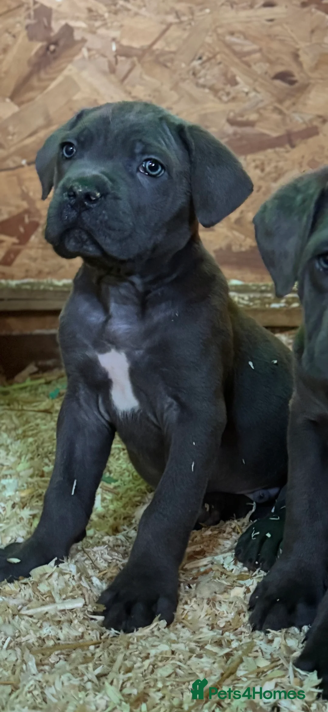 Cane Corso dogs for sale: Cane Corso puppy’s, 1 BOY LEFT AND 2 GIRLS - Advert 5