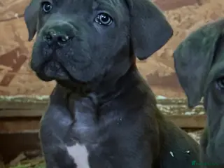 Cane Corso dogs Cane Corso puppy’s, ready to leave now! - Advert 3