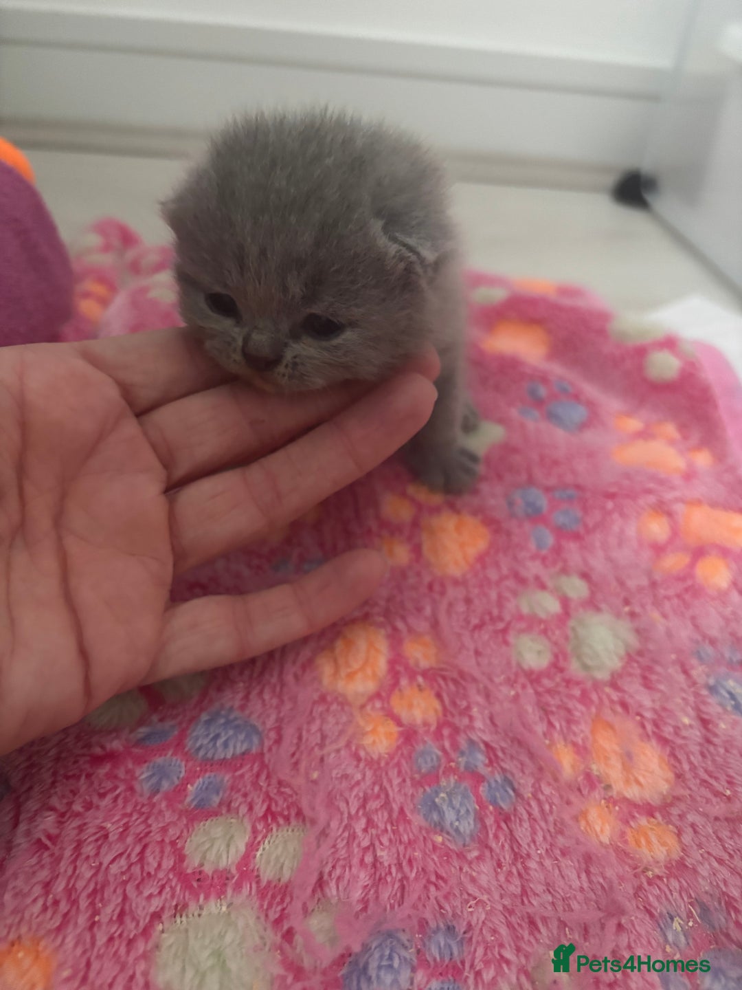 British Shorthair cats for sale: British Short Hair Kittens  - Image 6