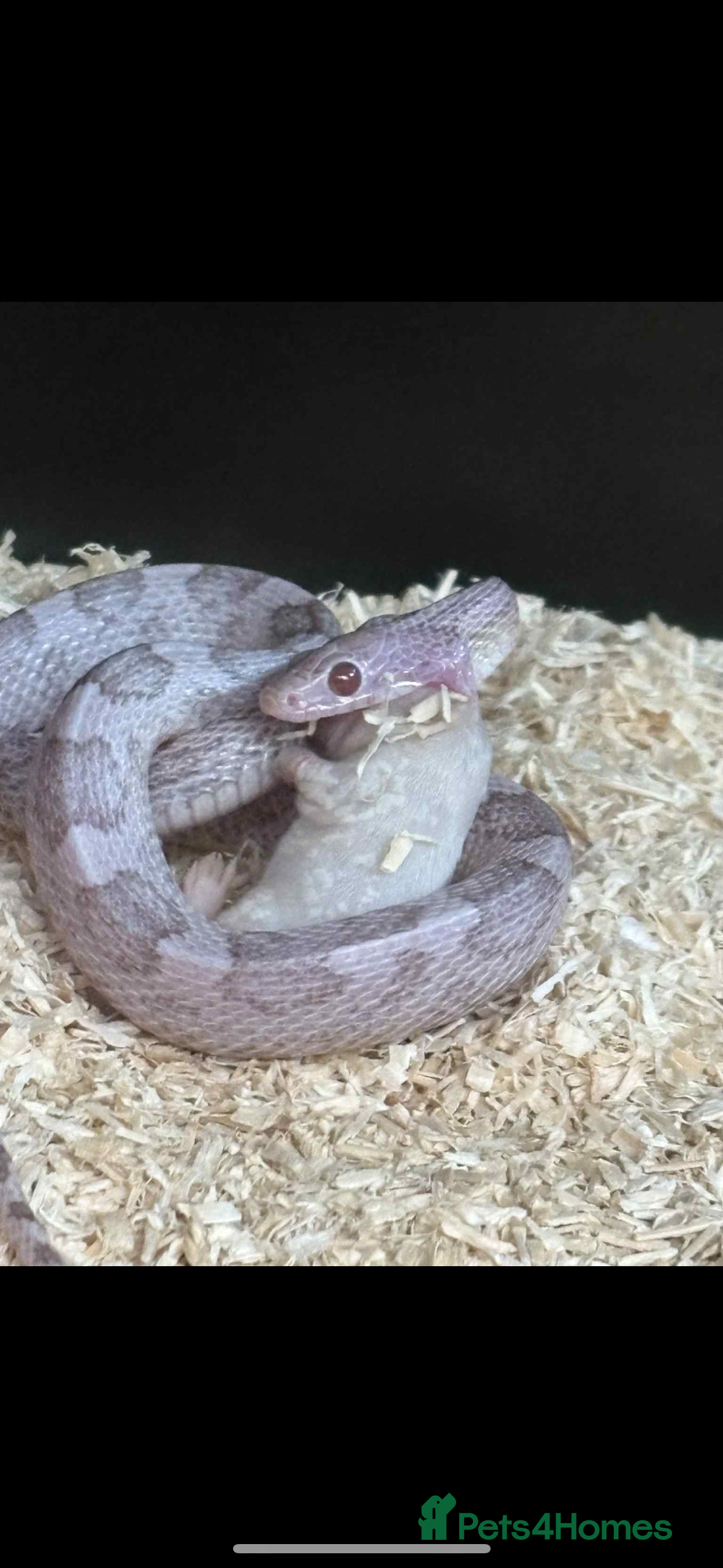 Corn Snake reptiles Female corn snake for sale full set up included  - Advert 1