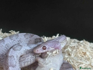 Corn Snake reptiles Female corn snake for sale full set up included - Advert 5