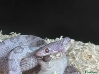 Corn Snake reptiles Female corn snake for sale full set up included - Advert 11