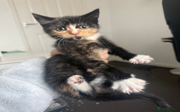 Mixed Breed cats for sale: Mixed breed kittens for sale  - Image 6