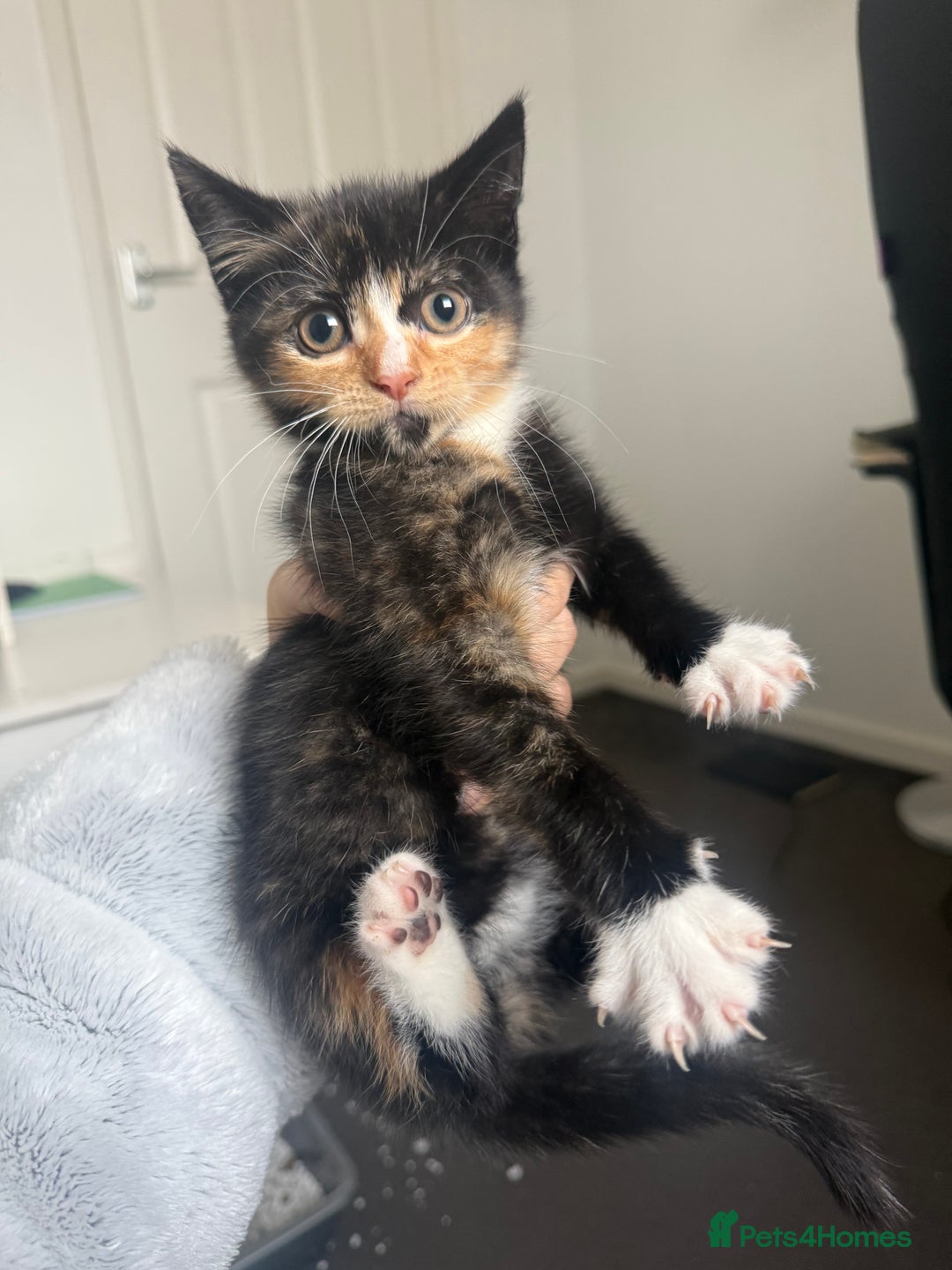 Mixed Breed cats for sale: Mixed breed kittens for sale  - Image 6