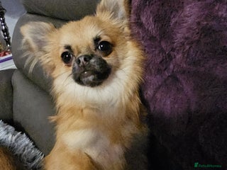 Chihuahua dogs Gorgeous Chihuahua puppy - Advert 8