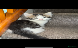 British Longhair cats for sale: 4 beautiful long hair kittens  - Image 4