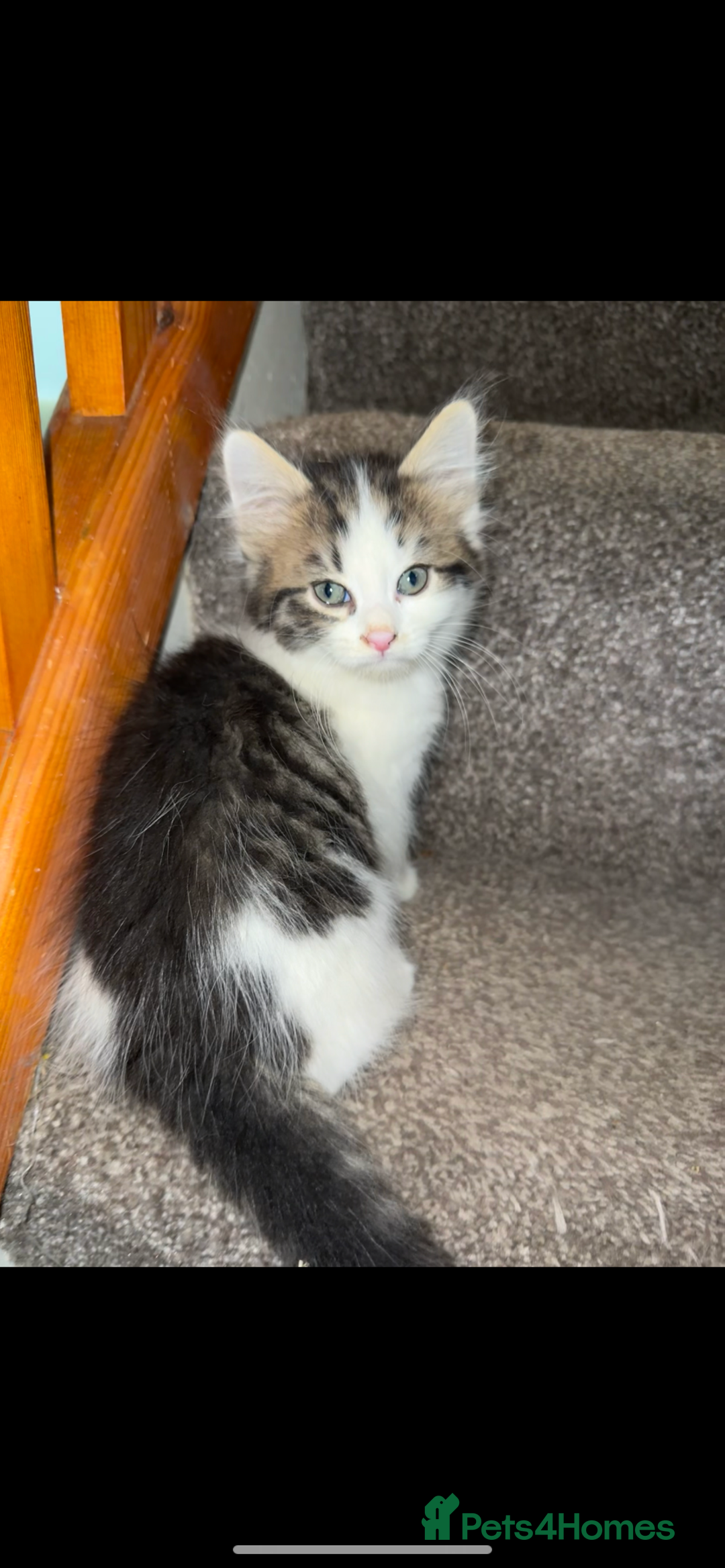 British Longhair cats for sale: 4 beautiful long hair kittens  - Image 4