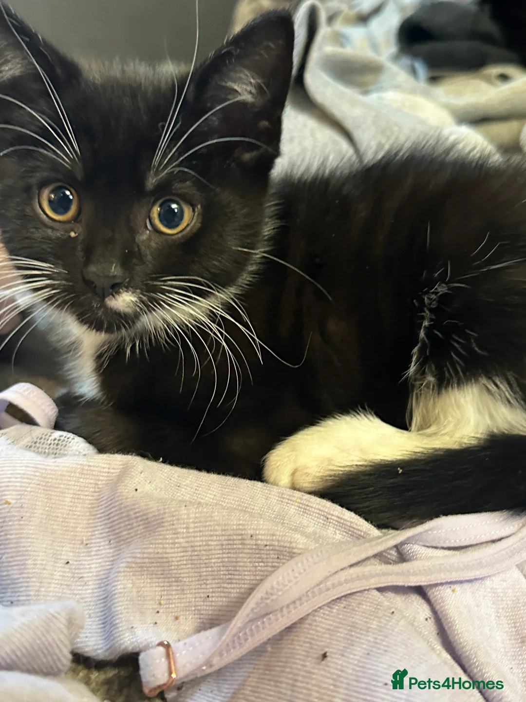 British Shorthair cats for sale: Kittens ready to home in Croydon - Advert 4