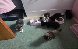 Mixed Breed cats for sale: Mixed breed kittens  - Image 8