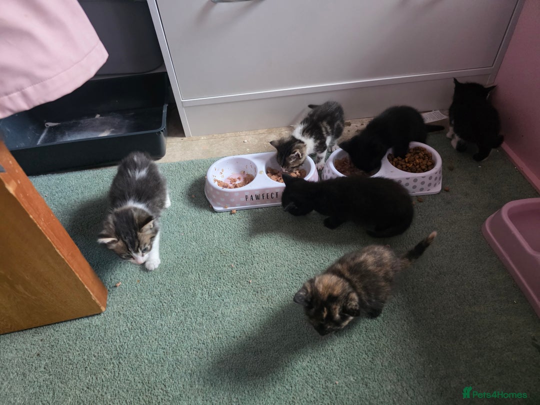 Mixed Breed cats for sale: Mixed breed kittens  - Image 8