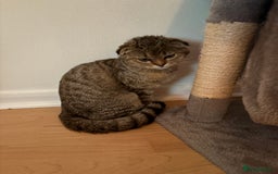 Scottish Fold cats for sale: 5months kitten for sale  - Image 1