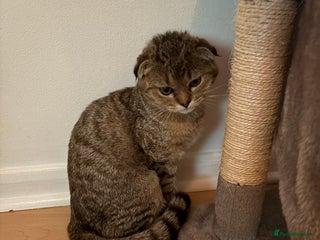 Scottish Fold cats for sale - Advert 1