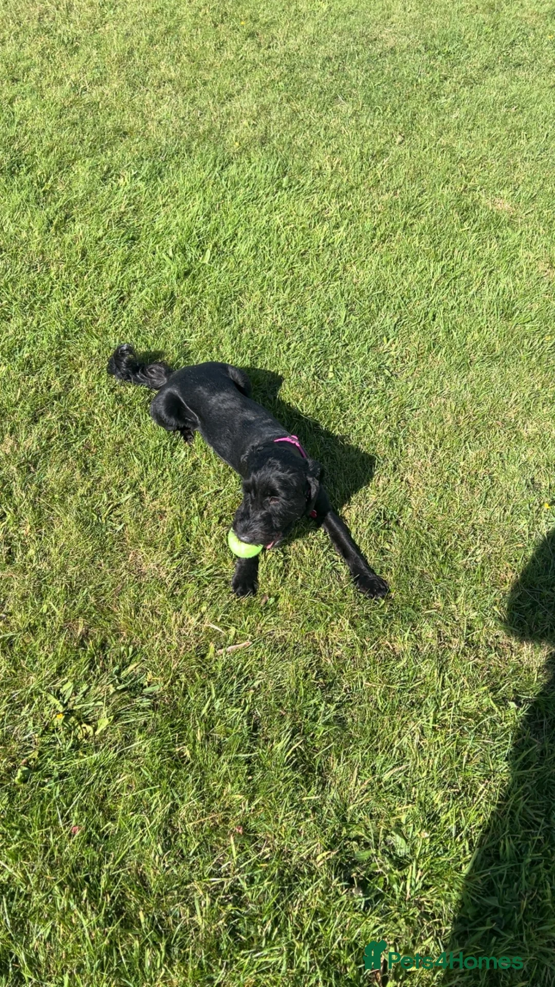 Cavapoo dogs for sale: 1year old Cavapoo  in Johnstone - Advert 1