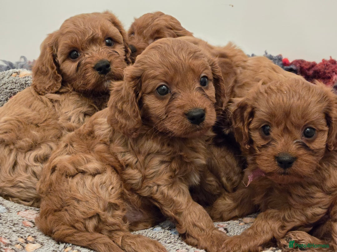 Cavapoo dogs for sale: Gorgeous Red Cavapoo Puppies - Advert 4