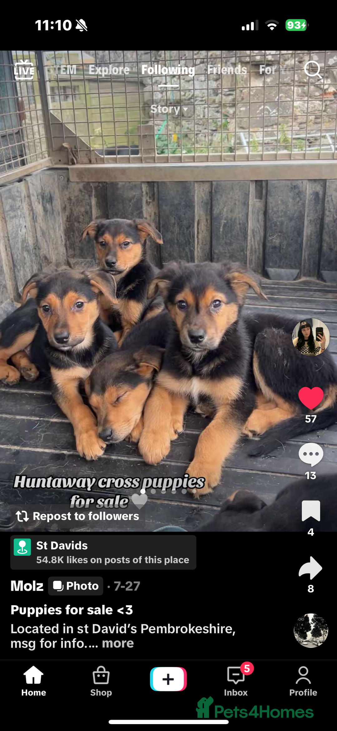 Huntaway dogs for sale: Huntaway cross puppies - Image 1