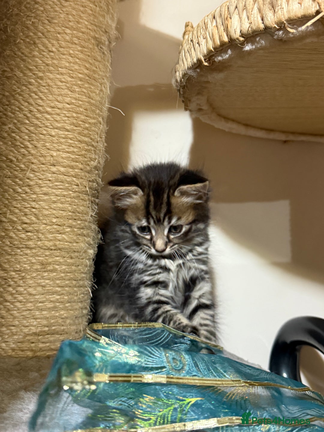 Mixed Breed cats for sale: 4 Healthy Adorable Fluffy Tabby Kittens 🐱💕💘 - Advert 4