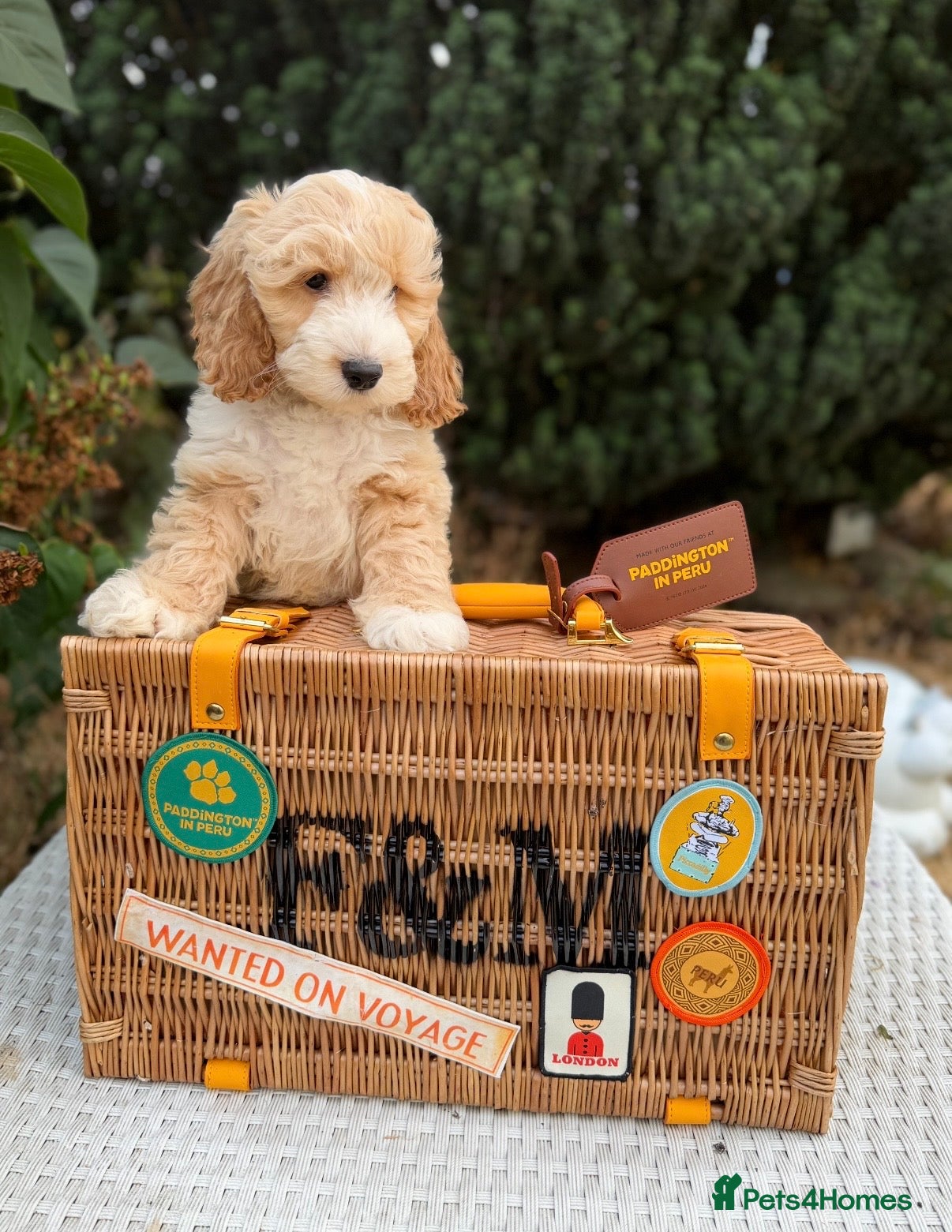 Cockapoo dogs F1 stunning cockapoos  - Advert 1